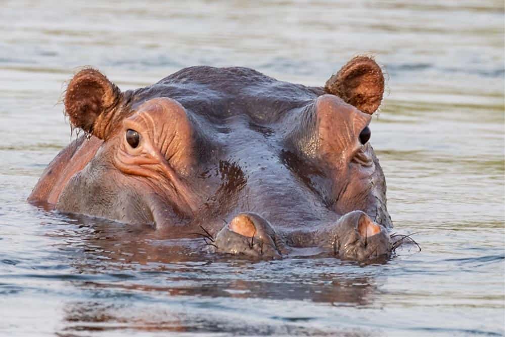 HuntinG Zambia Map